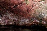 1 - Talli sulle pareti di una grotta a livello del mesolitorale